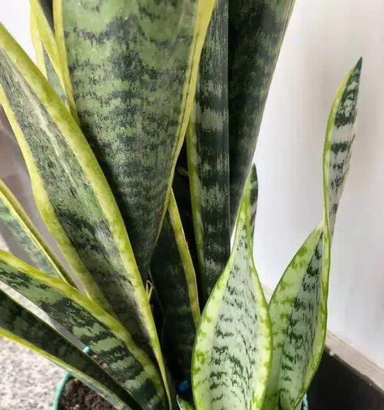 如何选择适合虎皮兰的花盆？（打造美丽养护，从选盆开始）-第2张图片-绿意生活
