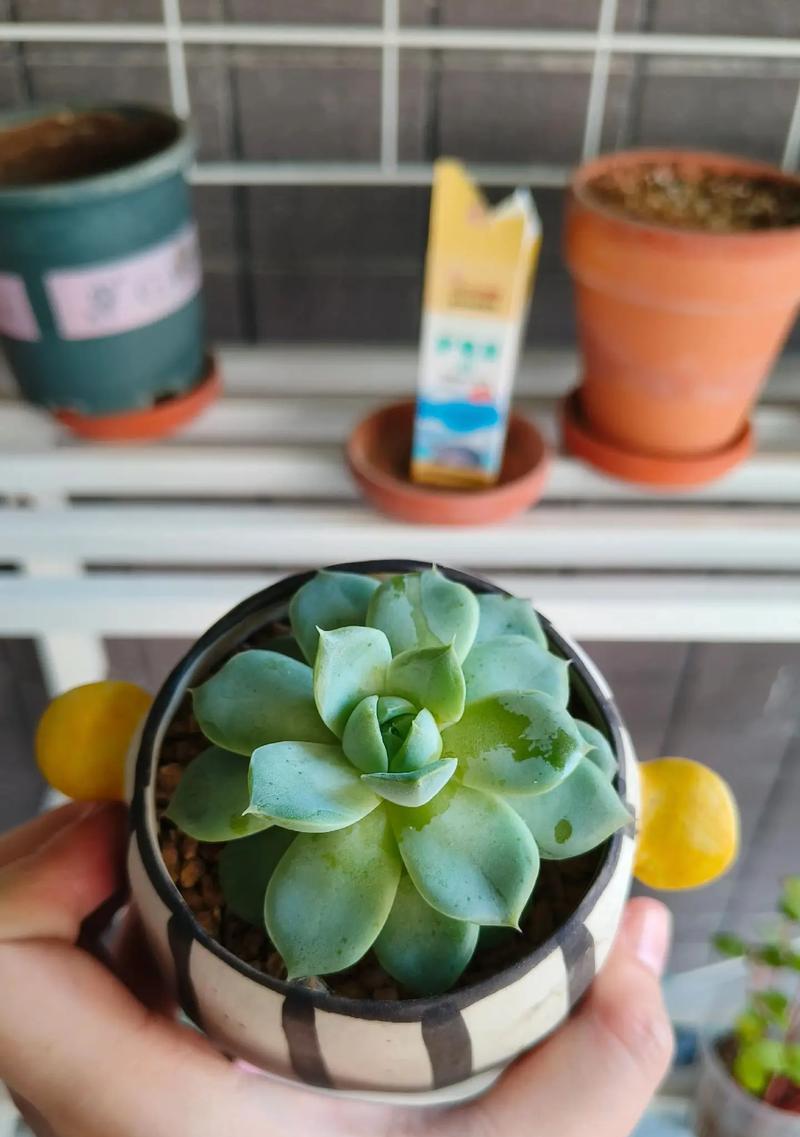 如何正确浇水养护多肉植物（多肉植物浇水的注意事项和频率）-第3张图片-绿意生活