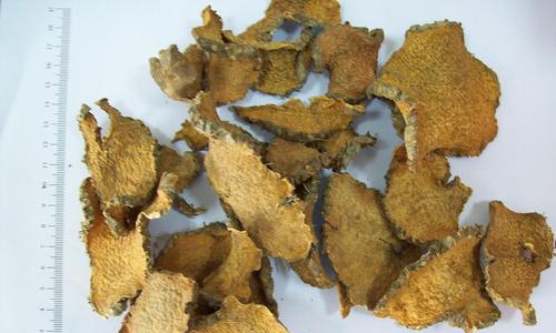 关于黄独根茎的食用价值及注意事项（探讨黄独根茎的药用价值与营养成分）-第3张图片-绿意生活