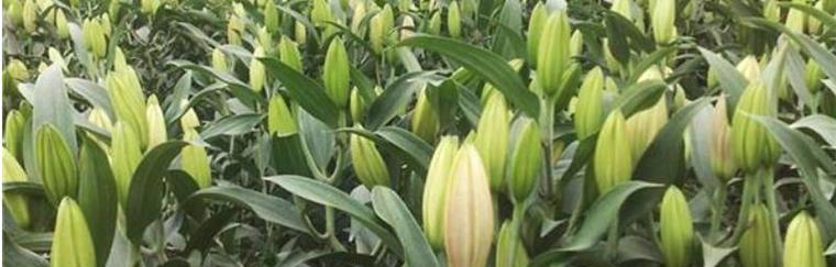 百合花肥制作与使用方法（自制有机肥料，让百合开出更美的花朵）-第1张图片-绿意生活