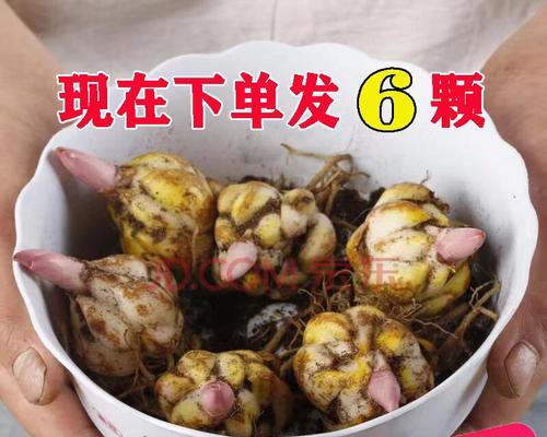 百合花肥制作与使用方法（自制有机肥料，让百合开出更美的花朵）-第2张图片-绿意生活