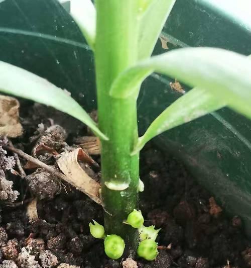 百合花肥制作与使用方法（自制有机肥料，让百合开出更美的花朵）-第3张图片-绿意生活