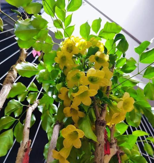 幸福树的养护方式（晒太阳是否适宜？如何正确养护？）-第1张图片-绿意生活