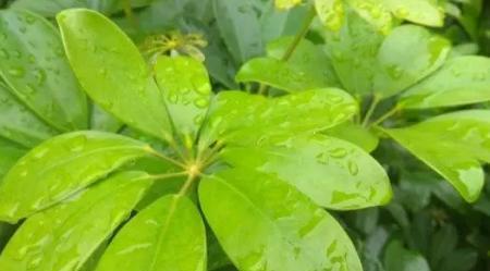 鹅掌柴叶子发黄的原因及处理方法（了解鹅掌柴叶子发黄的问题及相应措施）-第3张图片-绿意生活