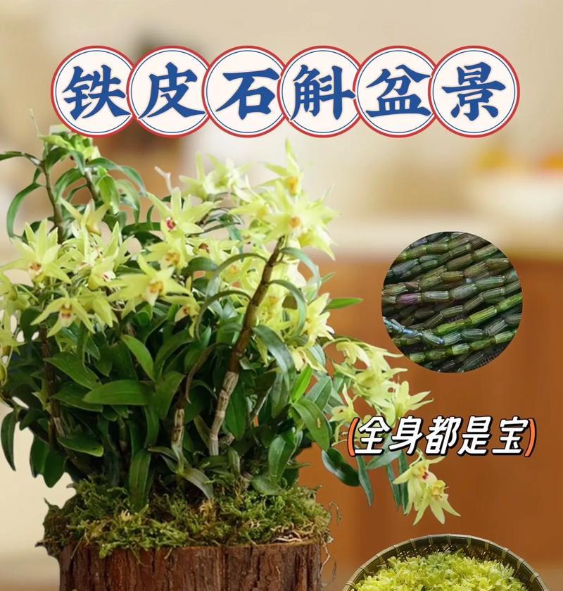 米斛盆景的养护方法（打造健康美丽的米斛盆景）-第2张图片-绿意生活