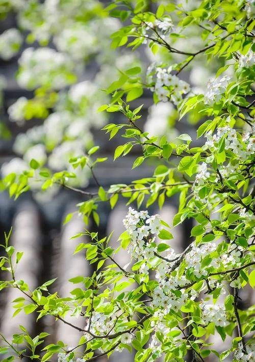 海棠花的浇水方法（掌握海棠花的浇水时间，让它健康成长）-第3张图片-绿意生活