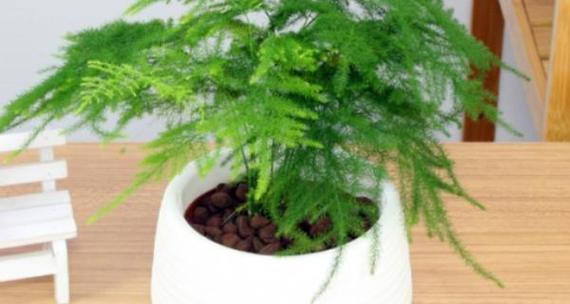 老板办公室必备的8种风水植物（让植物为您的事业助力，办公室风水全靠它！）-第2张图片-绿意生活