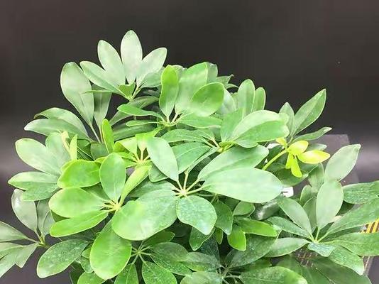 老板办公室必备的8种风水植物（让植物为您的事业助力，办公室风水全靠它！）-第3张图片-绿意生活