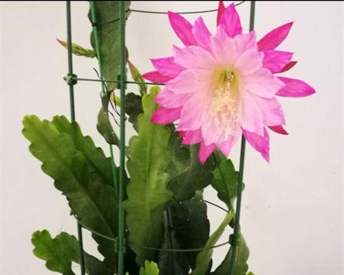 荷花令箭的养护方法（如何让荷花令箭长得更健康）-第2张图片-绿意生活