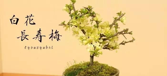 探秘长寿梅的开花时期（长寿梅的花期特点与栽培技巧）-第2张图片-绿意生活