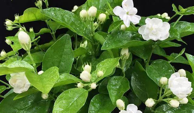 七彩茉莉开花时间及注意事项（了解开花时间，打造美丽花园）-第2张图片-绿意生活