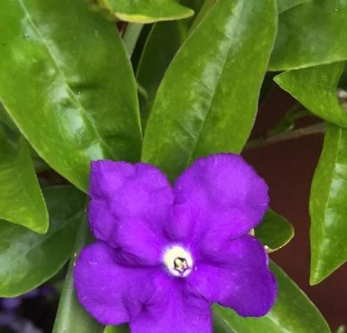 七彩茉莉开花时间及注意事项（了解开花时间，打造美丽花园）-第3张图片-绿意生活
