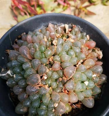 玉露枯萎怎么办？（教你四招快速救治）-第1张图片-绿意生活