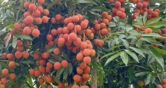 荔枝的种植和生长周期剖析（探究荔枝的适宜种植时间、生长周期及所需条件）-第2张图片-绿意生活