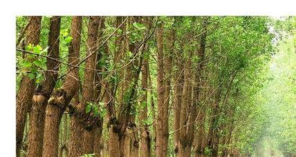 白杨树种植条件及适宜种植的场所（白杨树的生长环境、土壤要求和天气适宜条件）-第1张图片-绿意生活
