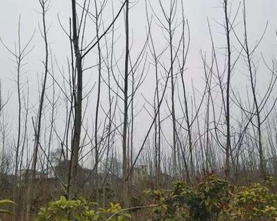 白杨树种植条件及适宜种植的场所（白杨树的生长环境、土壤要求和天气适宜条件）-第3张图片-绿意生活