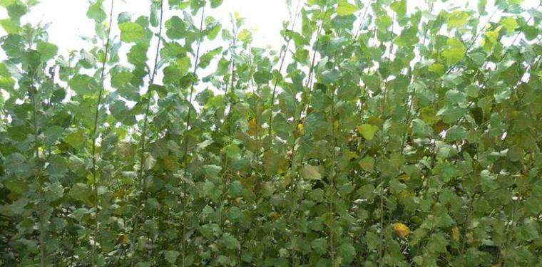 白杨树种植条件及适宜种植的场所（白杨树的生长环境、土壤要求和天气适宜条件）-第2张图片-绿意生活