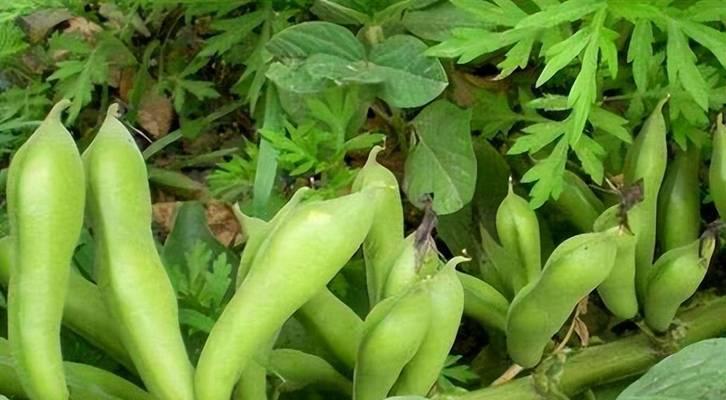 蚕豆皮可以变废为宝，成为优质有机肥料（以蚕豆皮代替化肥，保护环境，助力农业可持续发展）-第2张图片-绿意生活