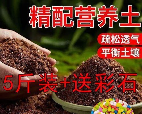 为什么家里不能养佛手掌（佛手掌的危害与注意事项）-第3张图片-绿意生活