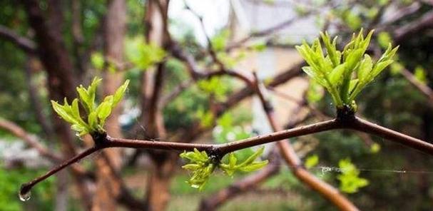 北方枣树发芽长叶全解（春季来临，掌握发芽时间不再难，了解北方枣树“返青”秘密）-第1张图片-绿意生活