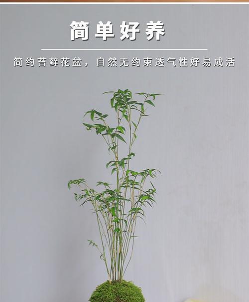 姬翠竹的养殖技巧及注意事项（打造优美环境，让姬翠竹生长茁壮）-第3张图片-绿意生活
