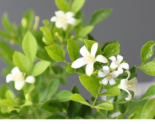 九里香开花时间与花期（一年一次的美丽绽放，九里香的生长习惯）-第2张图片-绿意生活