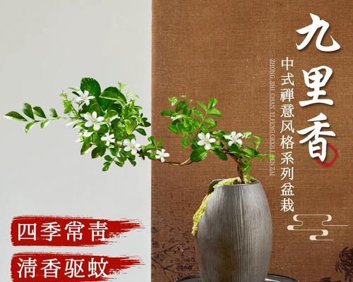 九里香开花时间与花期（一年一次的美丽绽放，九里香的生长习惯）-第3张图片-绿意生活