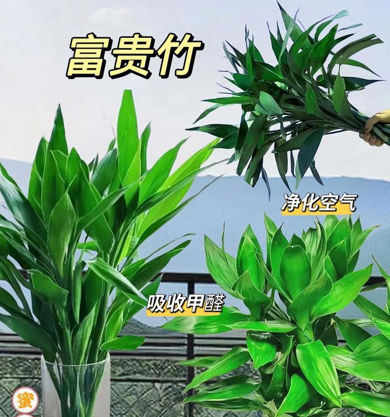 观音竹土养攻略（适合家居养殖的观音竹栽培技巧及注意事项）-第3张图片-绿意生活