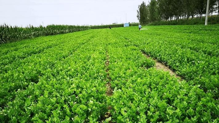 芹菜——一种营养丰富的蔬菜（种植、营养、健康）-第1张图片-绿意生活