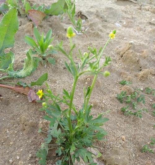 芹菜——一种营养丰富的蔬菜（种植、营养、健康）-第3张图片-绿意生活