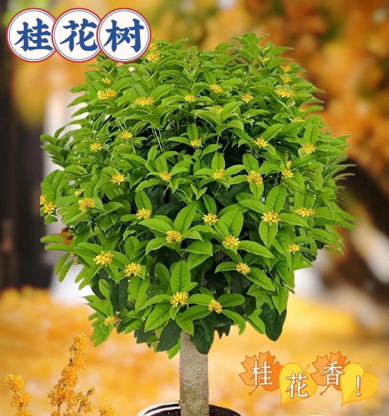 桂花，一种被子植物的代表（探究桂花的植物分类和特点）-第1张图片-绿意生活