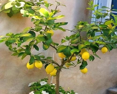 阳台绿植选购指南（从环境、日照、繁殖等多个方面为你解析）-第2张图片-绿意生活