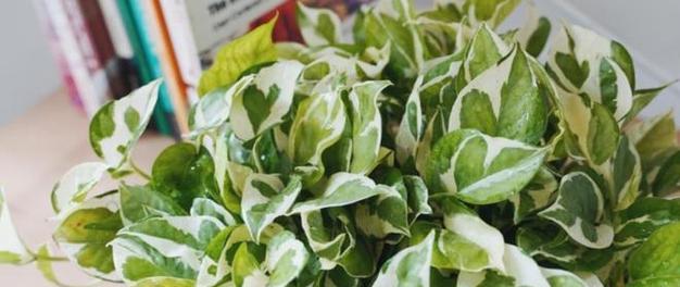 阳台绿植选购指南（从环境、日照、繁殖等多个方面为你解析）-第3张图片-绿意生活
