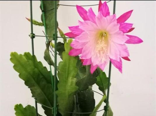 令箭荷花开花时的正确浇水方法（浇水技巧，关键时间，科学配方）-第3张图片-绿意生活