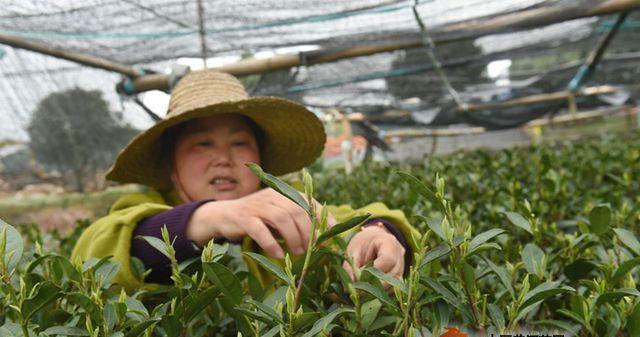茶树的生长习性与环境条件（茶树的适宜生长环境条件及其生长习性分析）-第1张图片-绿意生活
