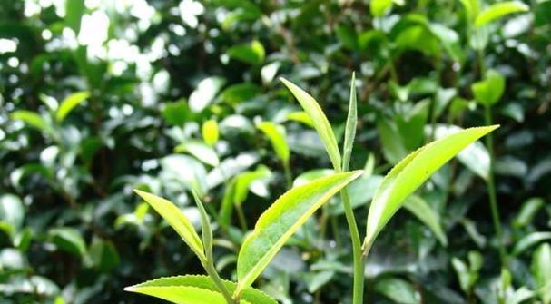 茶树的生长习性与环境条件（茶树的适宜生长环境条件及其生长习性分析）-第3张图片-绿意生活