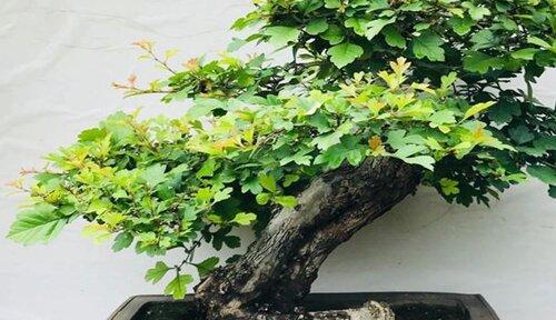 山楂盆景养护指南（如何让山楂盆景长得更美丽？）-第2张图片-绿意生活
