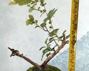 山楂盆景养护指南（如何让山楂盆景长得更美丽？）-第3张图片-绿意生活