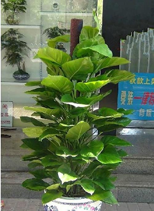 探秘绿萝的植物类型及特点（绿萝是什么植物？了解绿萝的特性和栽培技巧）-第1张图片-绿意生活