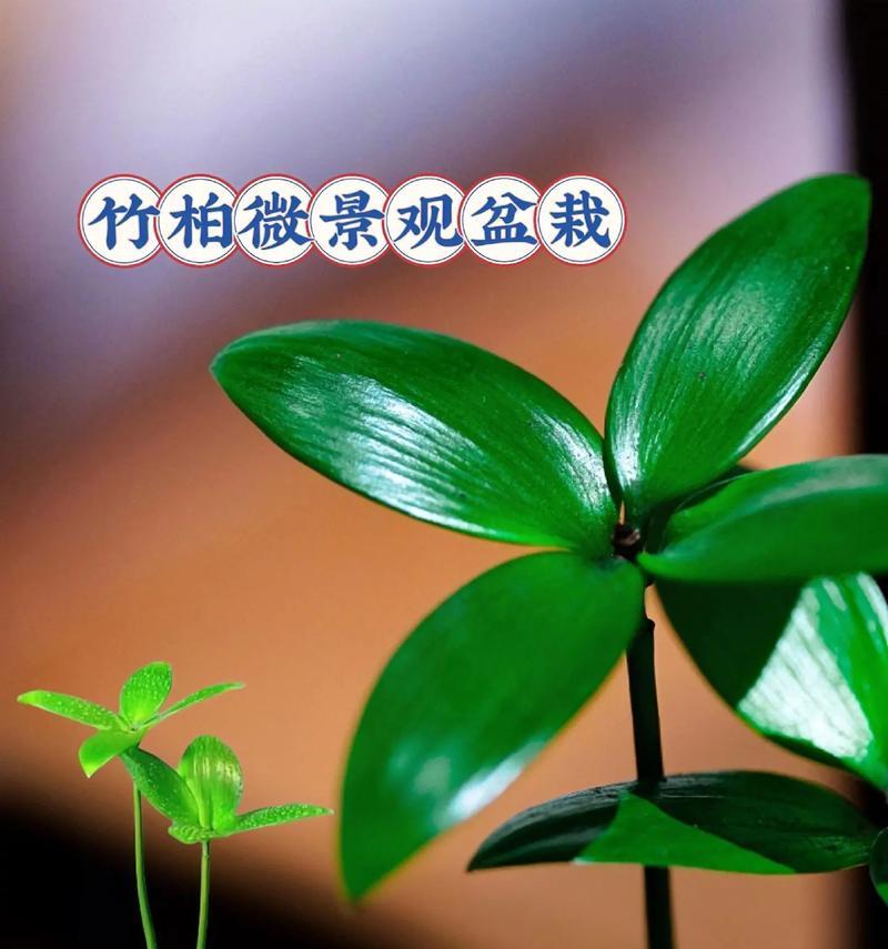 幸福草的养护指南（如何让幸福草长得更好？）-第1张图片-绿意生活