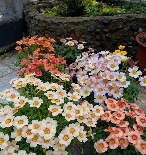 菱角开花时间及特点（探究菱角的生长规律，了解其开花时间和特点）-第2张图片-绿意生活