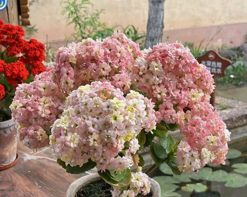 夏季长寿花养护指南（怎么做才能让长寿花安全度夏？）-第1张图片-绿意生活