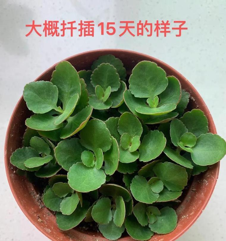 夏季长寿花养护指南（怎么做才能让长寿花安全度夏？）-第3张图片-绿意生活