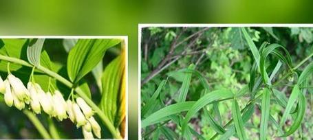 苍术种植指南（选择时机、种植方法与管理技巧）-第1张图片-绿意生活