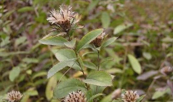 苍术种植指南（选择时机、种植方法与管理技巧）-第3张图片-绿意生活