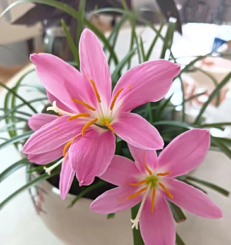 风雨兰的花期（探秘风雨兰花期的奥秘）-第2张图片-绿意生活