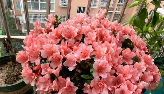 杜鹃花开花养护全攻略（让你的杜鹃花盛开如云——最全面的杜鹃花养护指南）-第1张图片-绿意生活