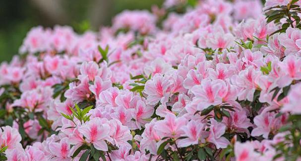 杜鹃花开花养护全攻略（让你的杜鹃花盛开如云——最全面的杜鹃花养护指南）-第2张图片-绿意生活