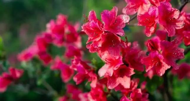 杜鹃花开花养护全攻略（让你的杜鹃花盛开如云——最全面的杜鹃花养护指南）-第3张图片-绿意生活
