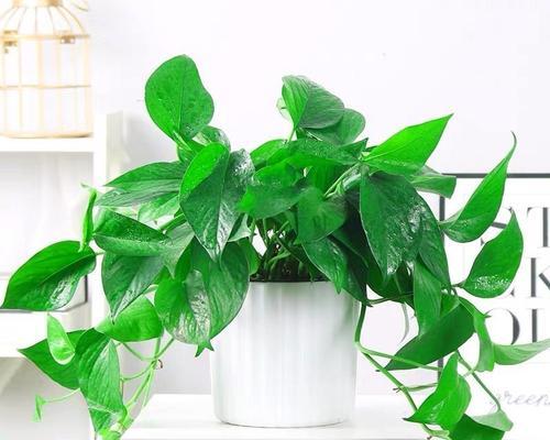 绿萝的花是什么颜色？长什么样子？（探秘绿萝的神秘花朵，了解它的外形、花色及生长条件）-第3张图片-绿意生活